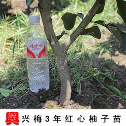 一株良木，守望酸甜相間的庭園時(shí)光——3年生精品嫁接紅心蜜柚苗種植記