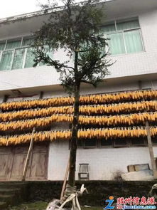 三里河花卉苗木大促 綠植多肉、年宵花卉與精品果樹苗一站購齊