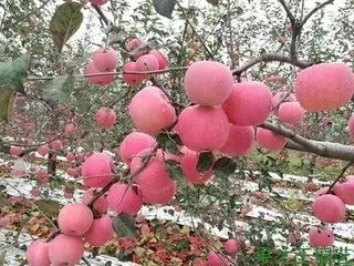 果樹施肥的誤區與正確方法